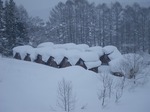 IMGP1194.jpg